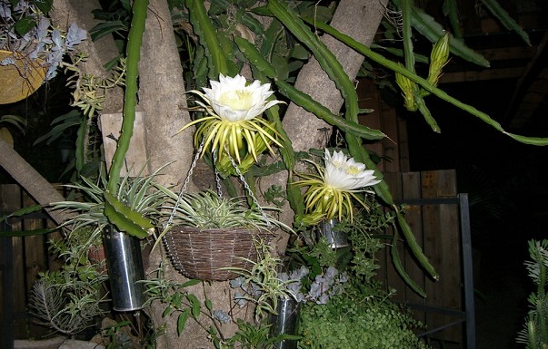 בקתות עדי - ������ �קרית שמונה - ������ ����