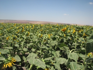 ���� ������ ��� ����