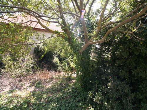 http://www.zimmer.co.il/aloney-habashan/15.jpg