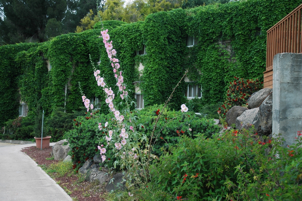 דירות סטודיו