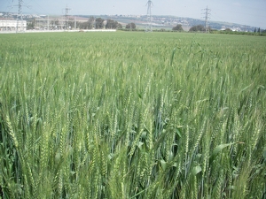 תיירות%20כפרית%20בחבל%20יואב%20יהודה%20,%20תיירות%20חבל%20יואב%20יהודה