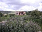 כליל%20בגליל%20,%20כליל