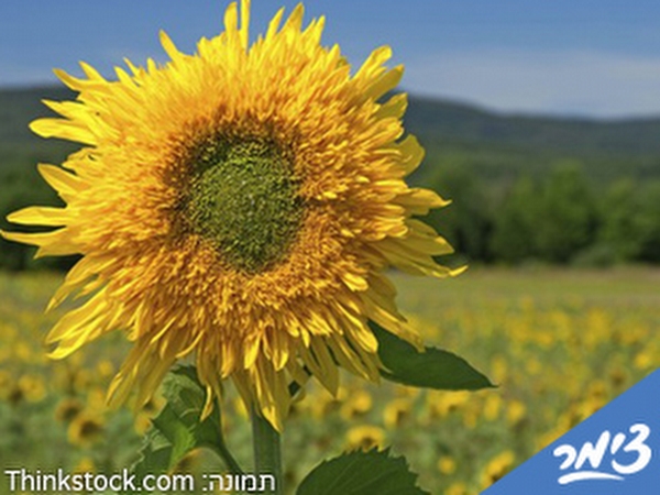 אירוח%20כפרי%20במושב%20נתיב%20השיירה%20,%20נתיב%20השיירה