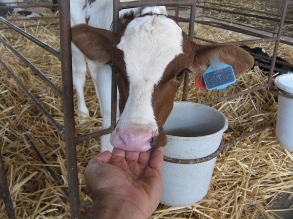 דרך%20החלב%20,%20בית%20הלל