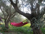 בין%20עצי%20הזית%20,%20ראש%20פינה
