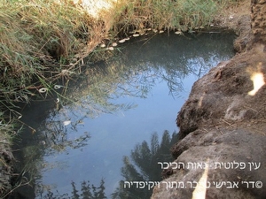 נאות%20הכיכר%20-%20צימרים%20|%20קמפינג%20|%20אטרקציות%20ומסעדות%20,%20נאות%20הכיכר