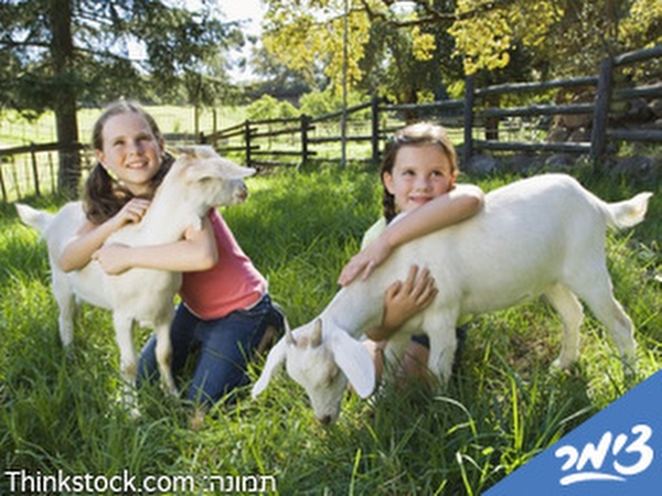 Click to visit Goat farm