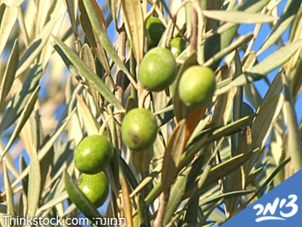 Click to visit Olive-press rish lakish