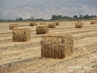 ברלה%20כפר%20קיש%20-%20אירוח%20כפרי%20בכפר%20קיש%20,%20כפר%20קיש