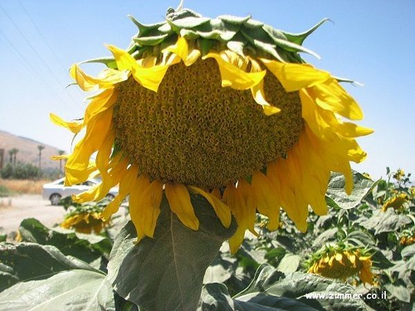 וילה%20במושב%20בן%20עמי%20,%20בן%20עמי