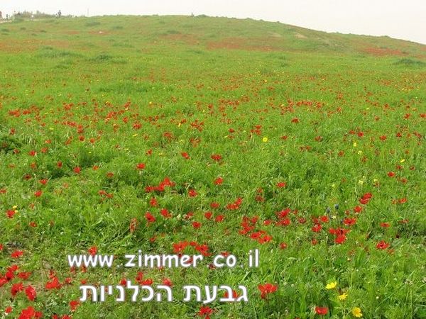 פסטיבל הכלניות בנגב - אטרקציה בעמק יזרעאל ורמות מנשה