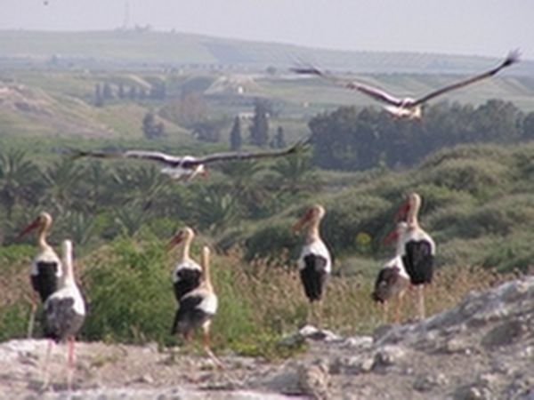 Click to visit Birdwatching center at kfar ruppin