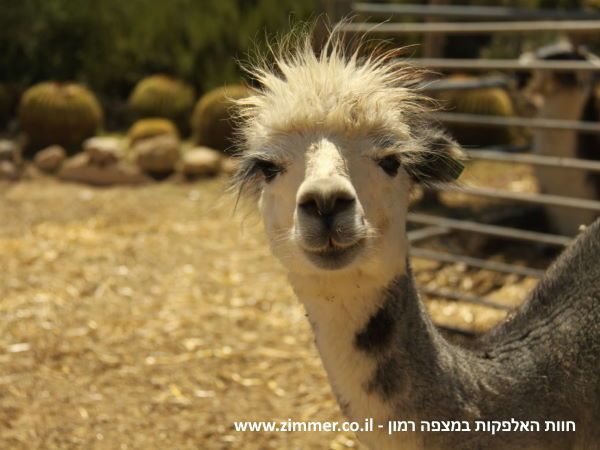 Click to visit The alpaca farm