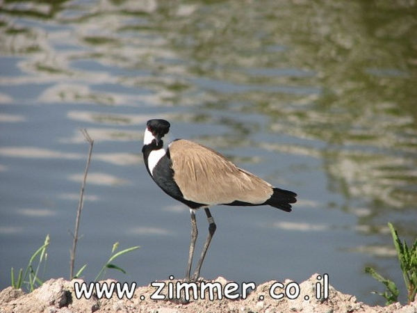Click to visit Agmon hahula-birdwaching
