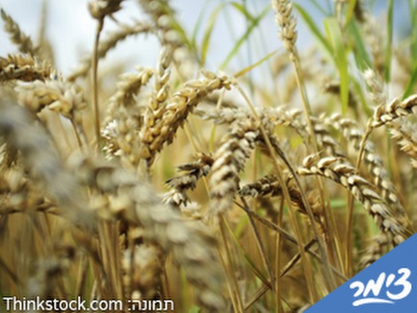 קרן%20אור%20במדבר%20,%20אשלים