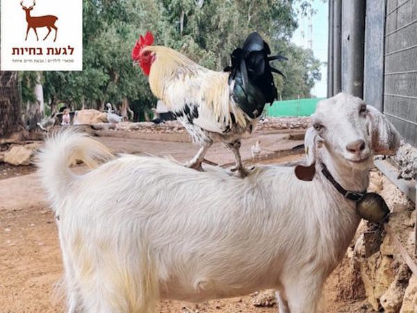 לגעת בחיות - ספארי לילדים - אטרקציה בגבעת חיים (איחוד)