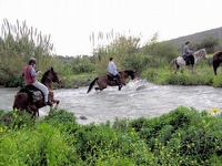 Horse Tours B&B - Attractions in חד נס