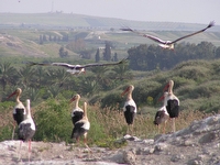 Birdwatching Center at Kfar Ruppin - Attractions in כפר רופין