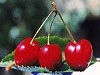 Odem - Pick and taste fruits - Attractions in אודם