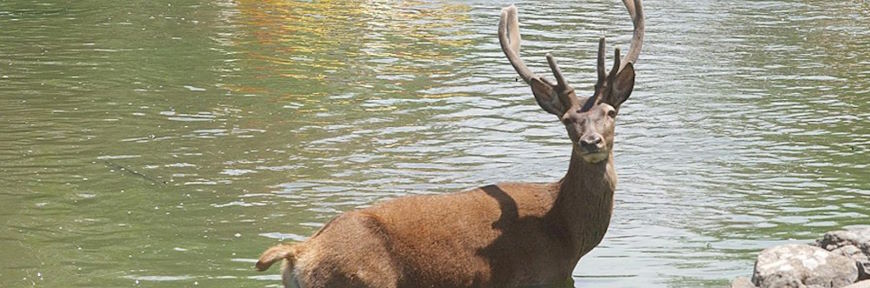 אגם חי - אטרקציה לכל המשפחה בקיבוץ יראון