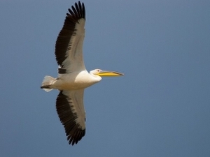 The International Birdwatching Center of the Jordan Valley
