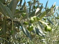 Click to visit שמן הזית האיכותי של פאני ורוני