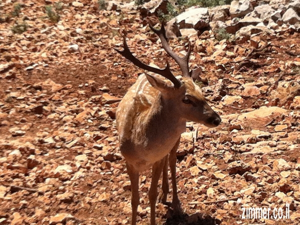 Click to visit חי בר כרמל