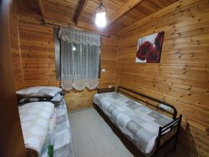 איילת הרים ביריה - צפת