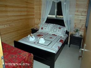 איילת הרים ביריה - צפת