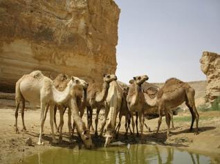 Click to visit טיולי גמלים במדבר יהודה