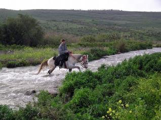 Click to visit חוות רוכבי הירדן - טיולי סוסים בגולן