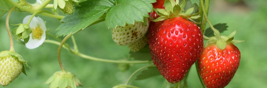קטיף עצמי של תות שדה רכול כפי יכולתך