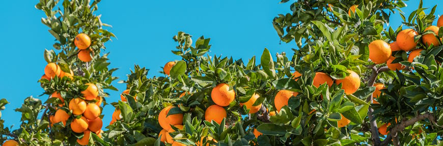 קטיף עצמי של פרי הדר - אכל כפי יכולתך