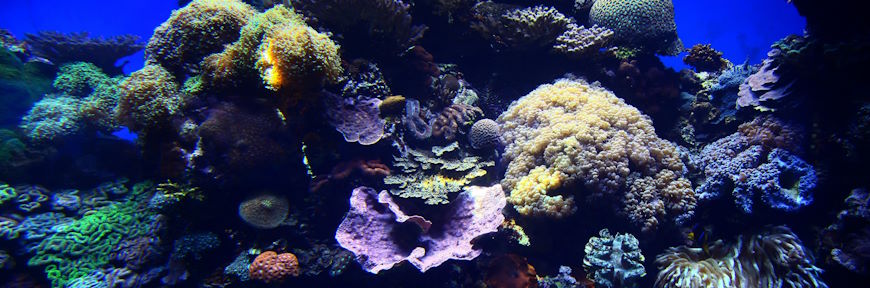 חופשה במלון באילת אטרקציות באילת שמורת האלמוגים